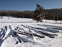 Coupe de bois sous la neige