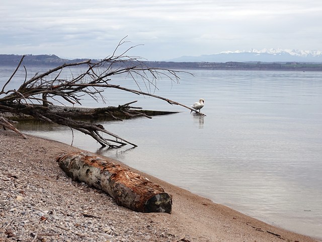 Bord du lac à Cortaillod