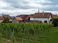 Cortaillod, village viticole