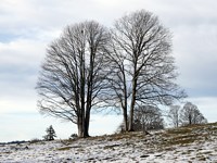 Arbres dénudés