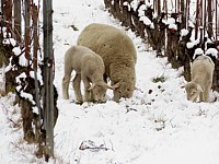 moutons en hiver