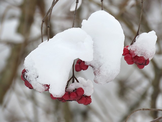 Fruits de sorbier sous la neige