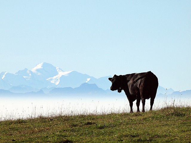 Vache Angus au Soliat