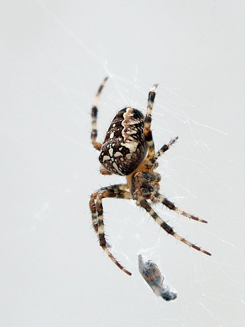 Epeire diadème, araneus diadematus