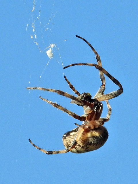 Epeire des ponts, larinioides sclopetarius