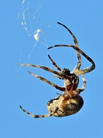 Epeire des ponts, larinioides sclopetarius