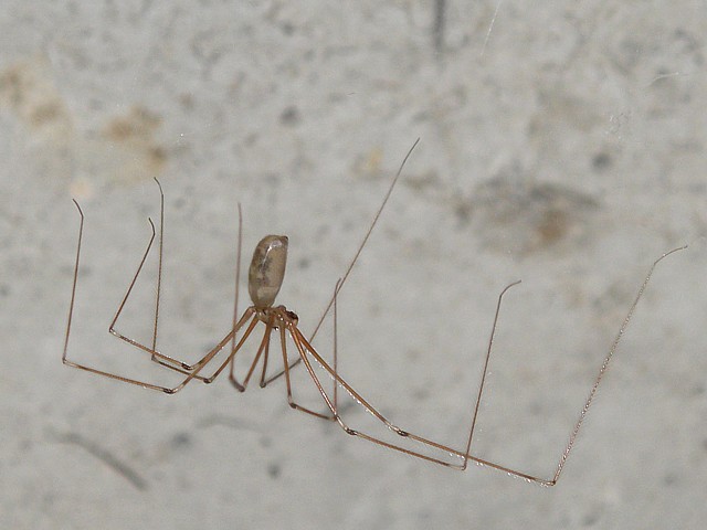 Pholque phalangide, pholcus phalangioides