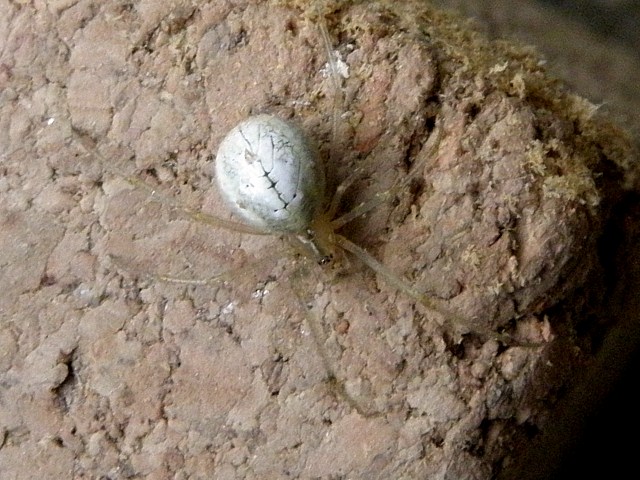 Thridion ovode, enoplognatha ovata