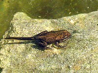 Jeune grenouille rousse