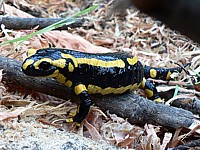 Salamandre terrestre, salamandra salamandra
