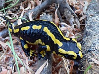 Salamandre terrestre ou tachetée