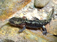 Larve de salamandre tachetée