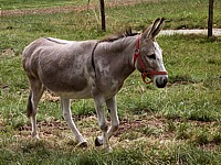 Ane, equus asinus