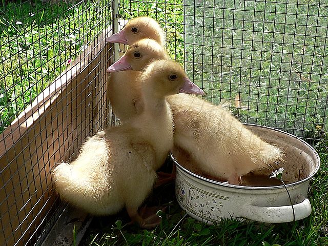 Jeunes canards domestiques