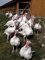 Dindes blanches, meleagris gallopavo