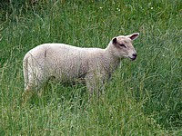 Jeune mouton, ovis aries