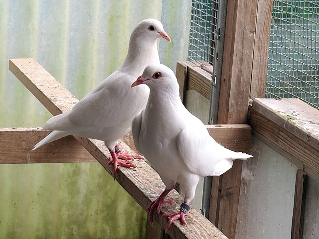 Couple de pigeons de race