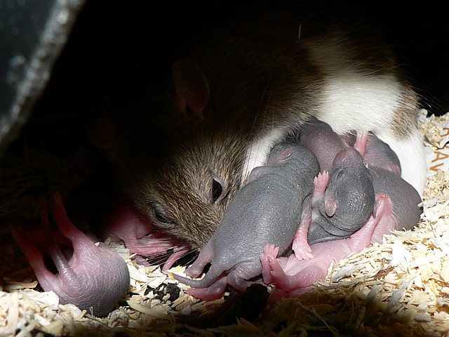 Rat d'levage, rattus norvegicus domesticus