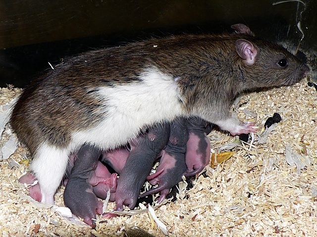 Rat d'élevage et ses petits