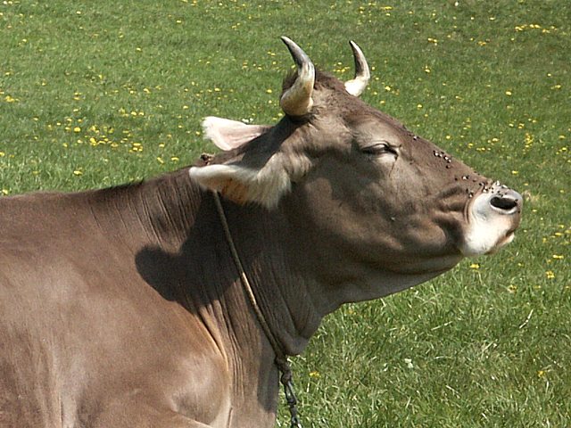 Vache brune, bos taurus