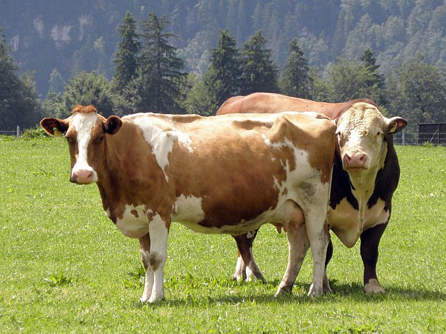 Race bovine polled hereford