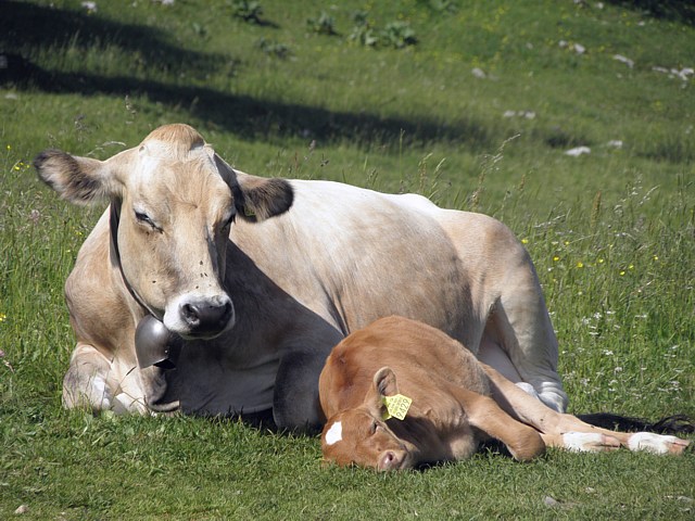 vache allaitante avec son veau