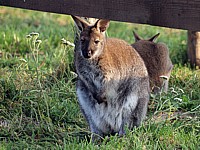Wallaby, macropus agilis