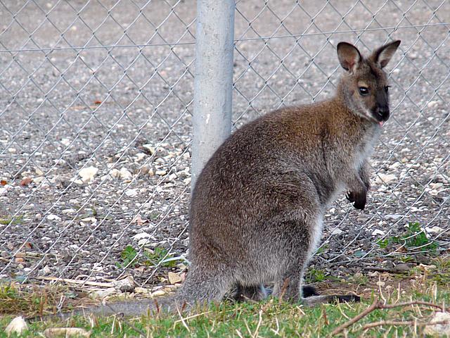 Wallaby, macropus agilis