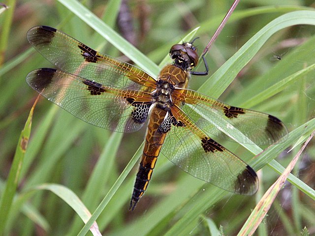 Libellule  quatre taches,libellula quadrimaculata 