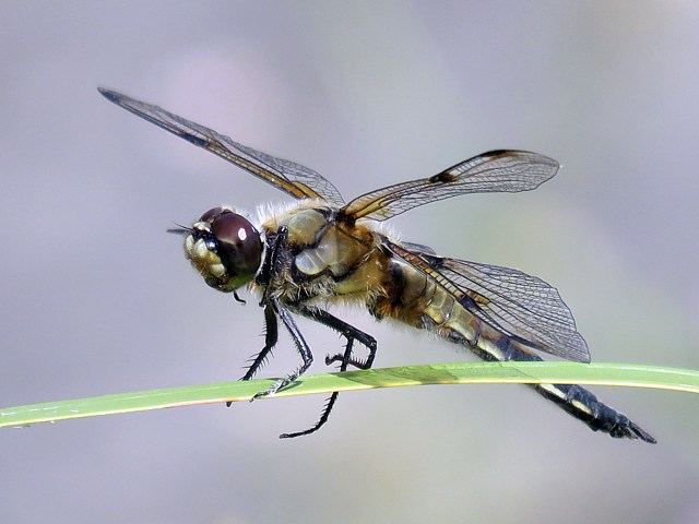 Libellule  quatre taches,libellula quadrimaculata 