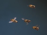 Vol d'abeilles
