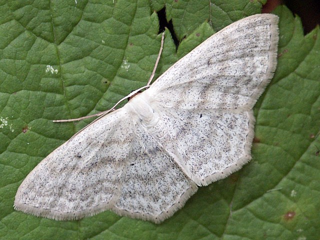 Acidalie étrille, scopula nigropunctata