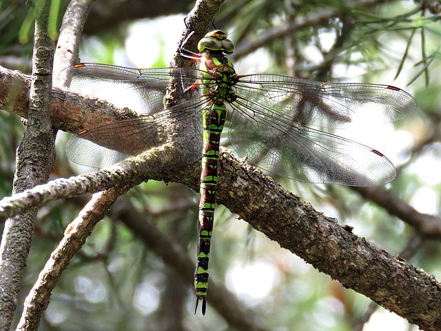 Aeschne bleue, aeshna cyanea