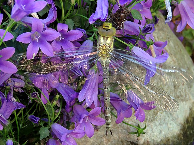 Jeune aeschne bleue