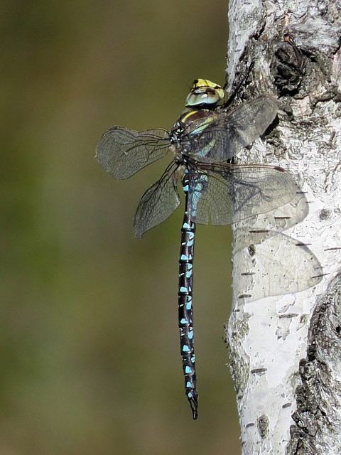 Aeschne des joncs, aeshna juncea 