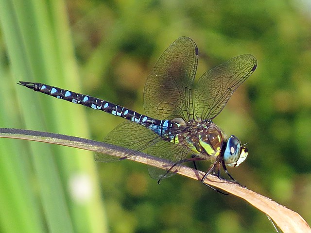 Aeschne mixte, aeshna mixta