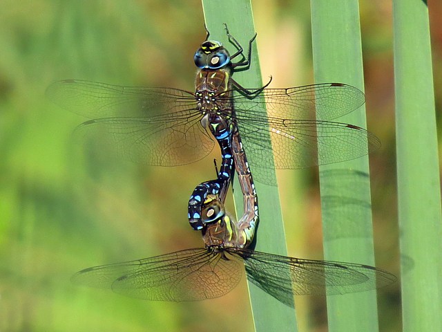 Accouplement de l'aeschne mixte