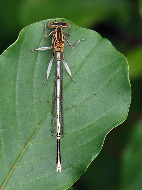 Agrion blanchtre, platycnemis latipes