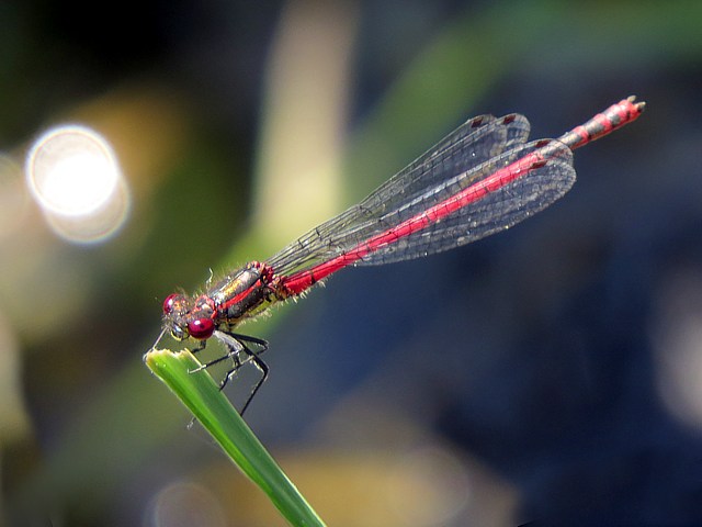 Petite nymphe au corps de feu, pyrrhosoma nymphula