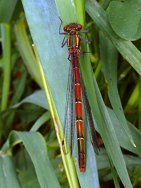 Agrion au corps de feu