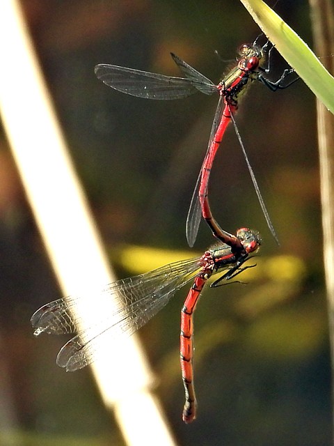 Agrion au corps de feu