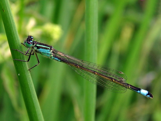 Agrion lgant, ischnura elegans