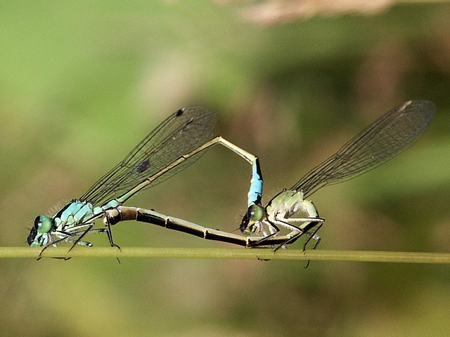 Accouplement d'agrions élégants