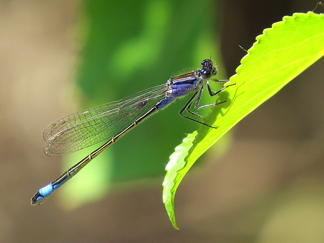 Agrion lgant