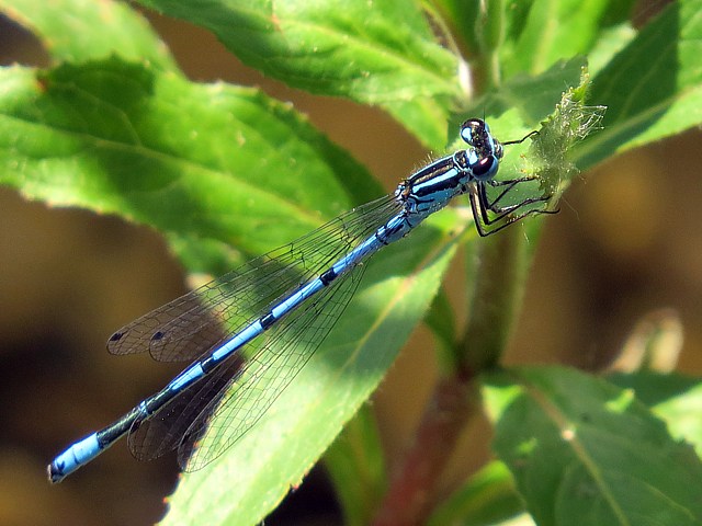 Agrion jouvencelle, coenagrion puella