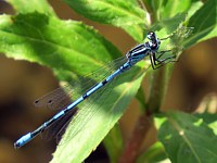 Agrion jouvencelle, coenagrion puella