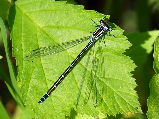 Femelle agrion jouvencelle