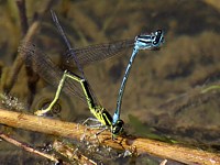 Agrions jouvencelles, ponte