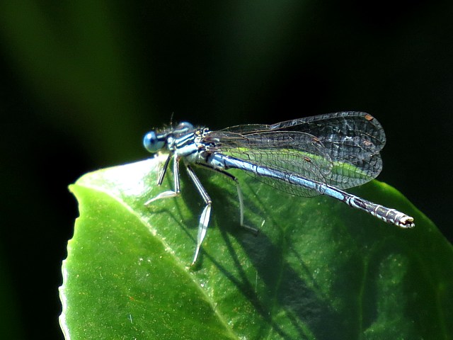 Agrion  larges pattes, platycnemis pennipes