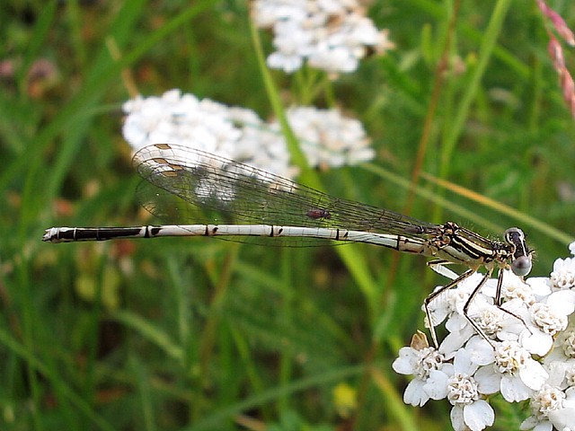 Agrion  larges pattes, mle immature